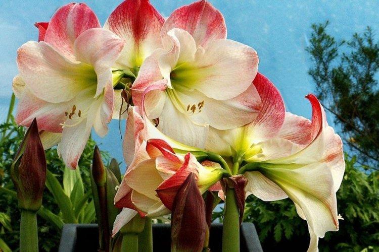 Hippeastrum - photo