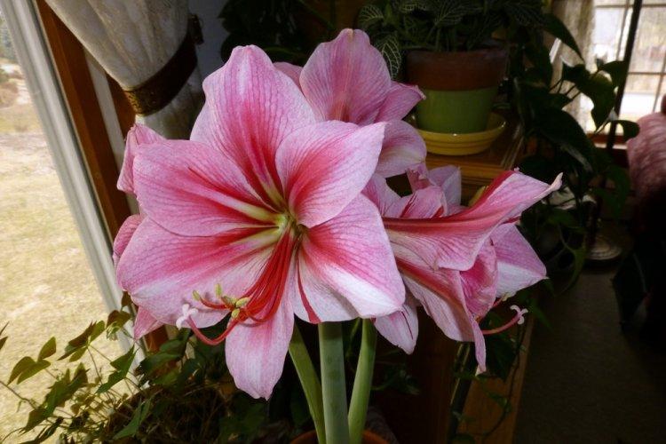 Hippeastrum - photo