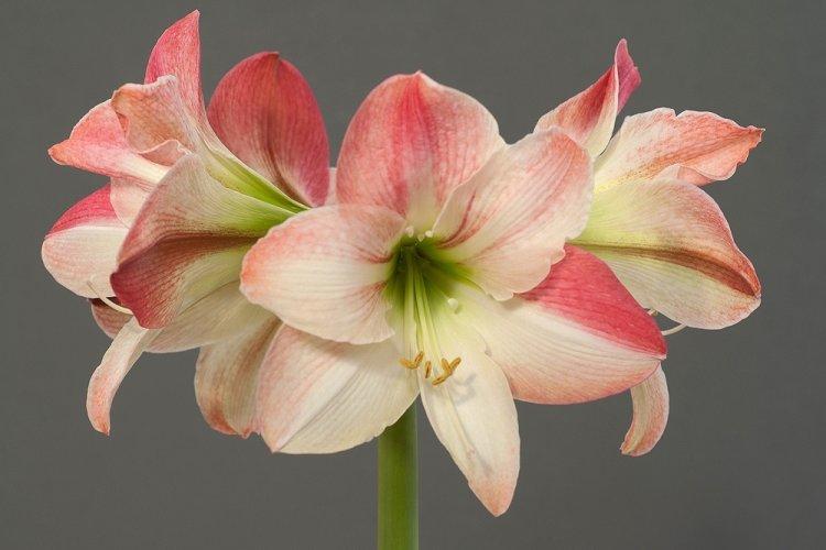 Hippeastrum - photo