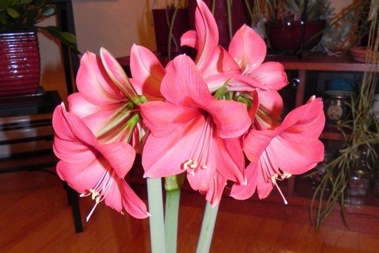 Hippeastrum - photo