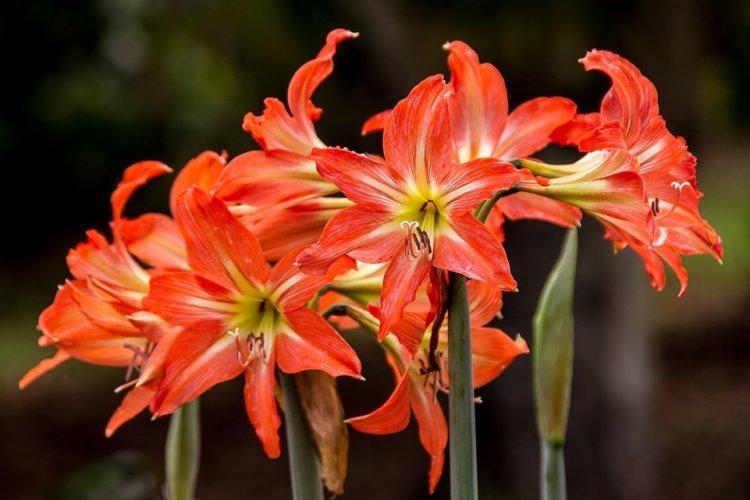 Hippeastrum - photo