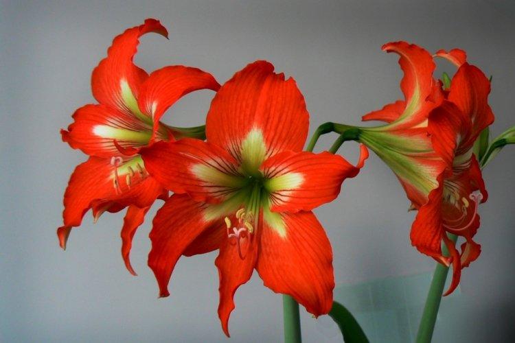 Hippeastrum - photo