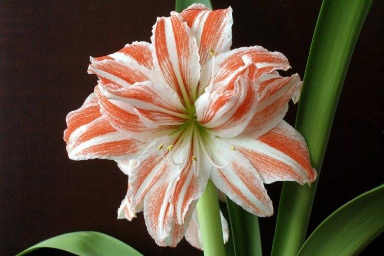 Hippeastrum - photo