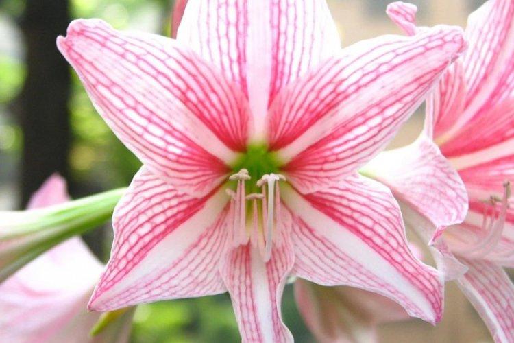 Hippeastrum - photo