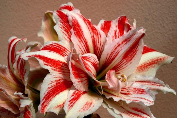 Hippeastrum - photo