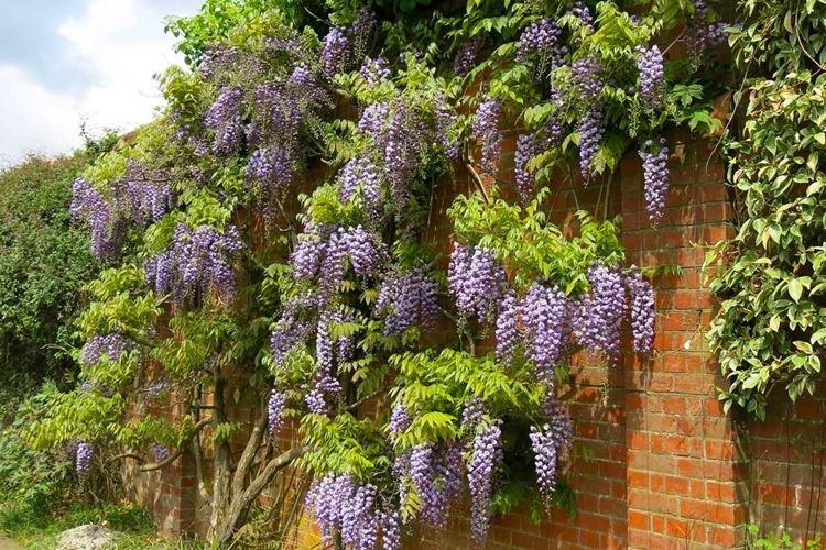 Éclairage - Soins de la glycine