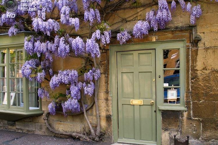 Arrosage - Soins de la glycine