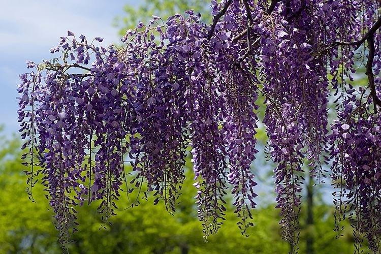 Transplantation et reproduction - Wisteria Care