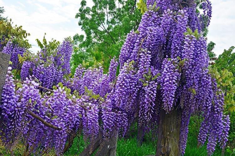 Glycine - photo