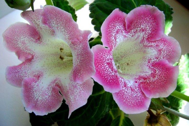 Perfect Gloxinia - Types de Gloxinia