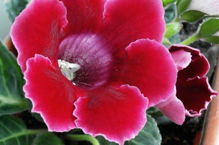 Royal Gloxinia - Types de Gloxinia