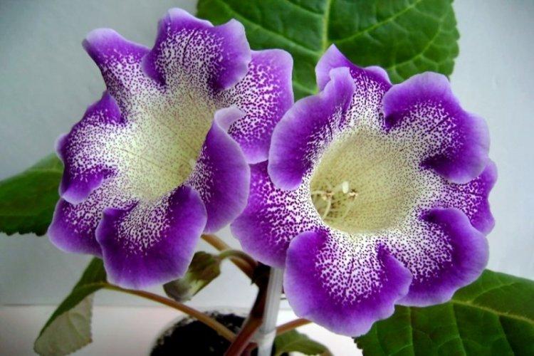 Belle Gloxinia - Types de Gloxinia