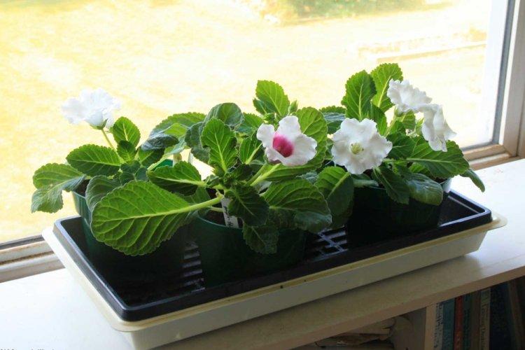 Arrosage - Gloxinia Care