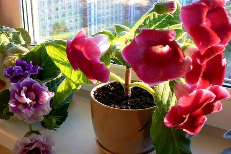 Engrais et alimentation - Gloxinia care