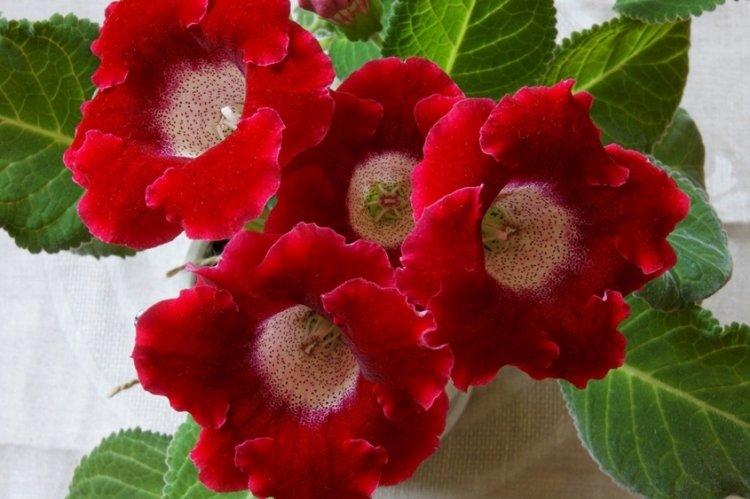 Gloxinia - photo