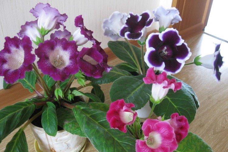 Gloxinia - photo