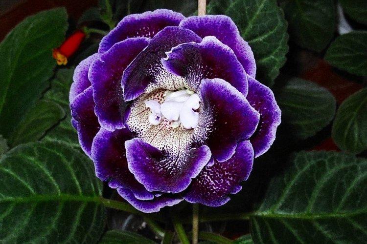 Gloxinia - photo