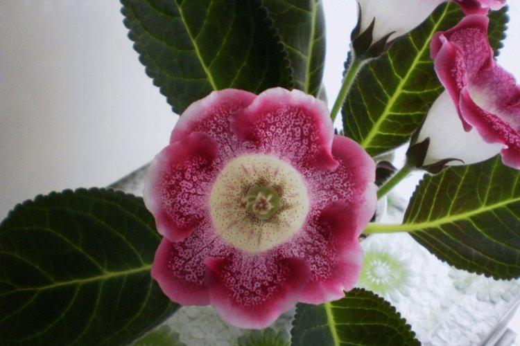 Gloxinia - photo