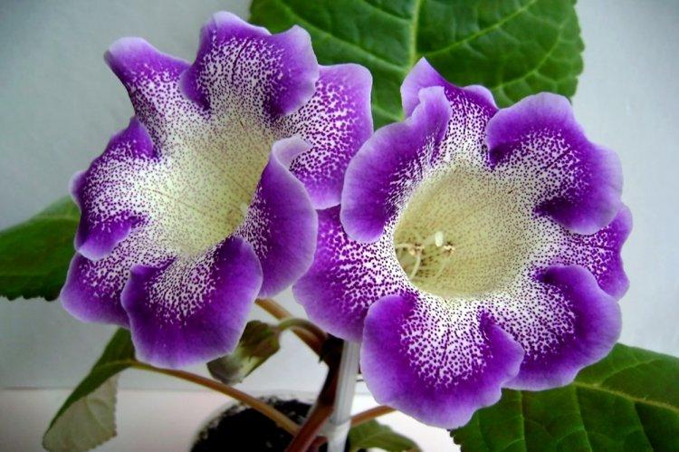 Gloxinia - photo