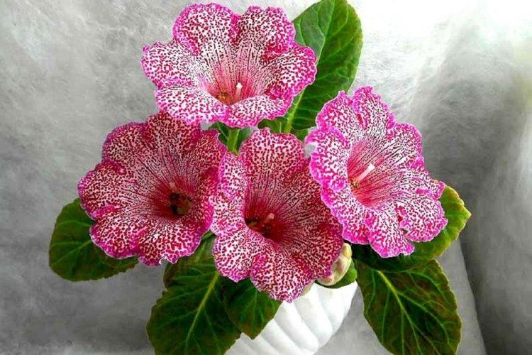 Gloxinia - photo