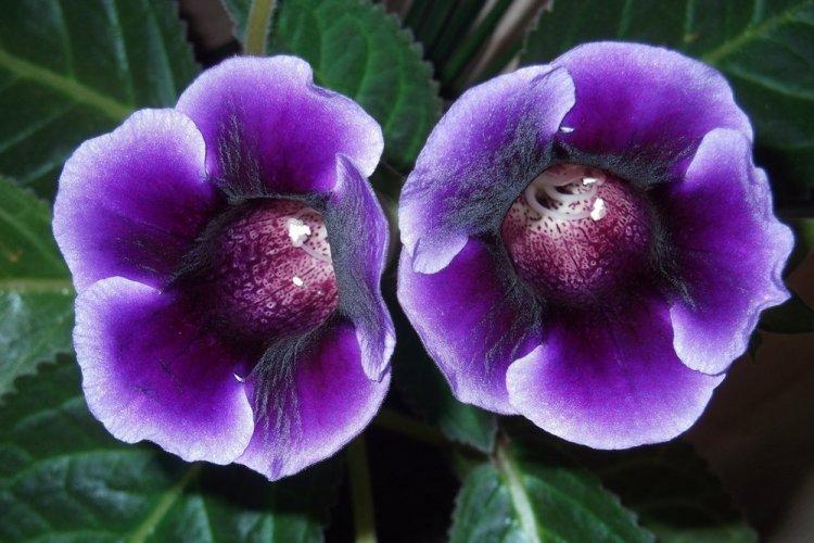 Gloxinia - photo
