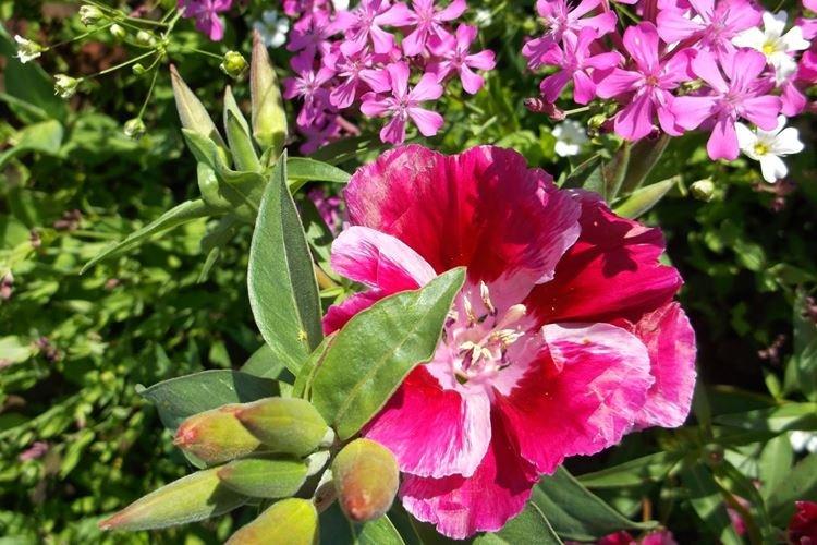 Godezia grandiflora - Espèce de godezia