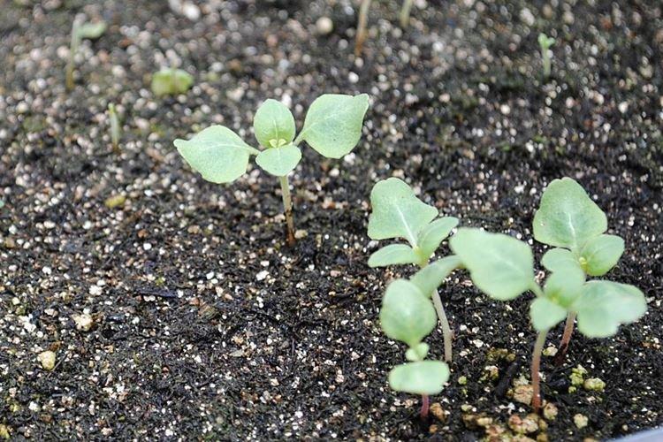 Arrosage - Godetia Care