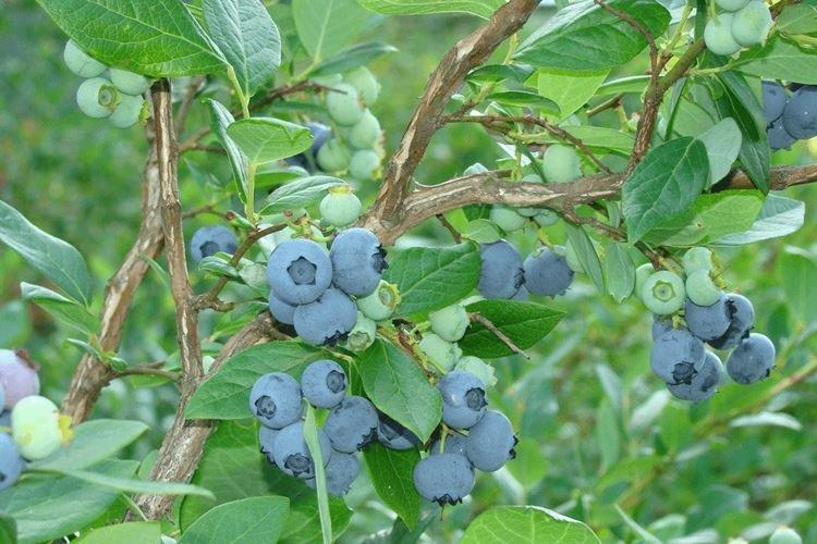 Description et caractéristiques de la variété - Blueberry Bluecrop
