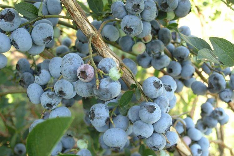 Éclairage - Blueberry Care Bluecrop