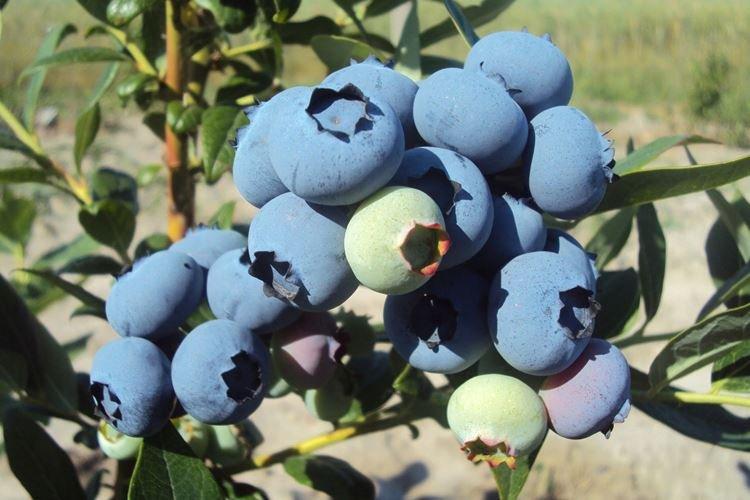 Arrosage - Blueberry Care Bluecrop