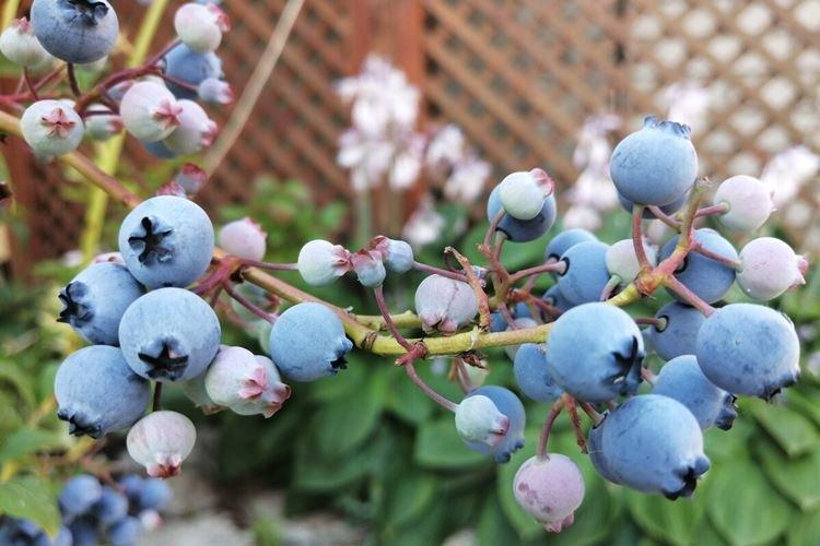 Pollinisation - Blueberry Care Bluecrop