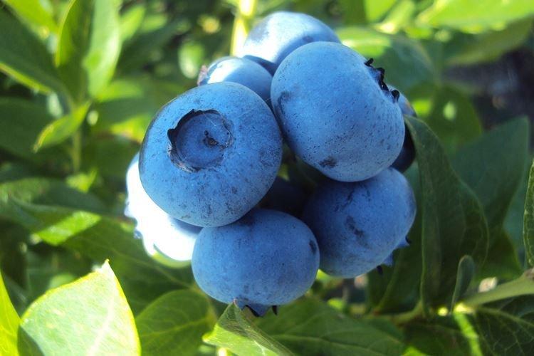 Description et caractéristiques de la variété - Blueberry Patriot