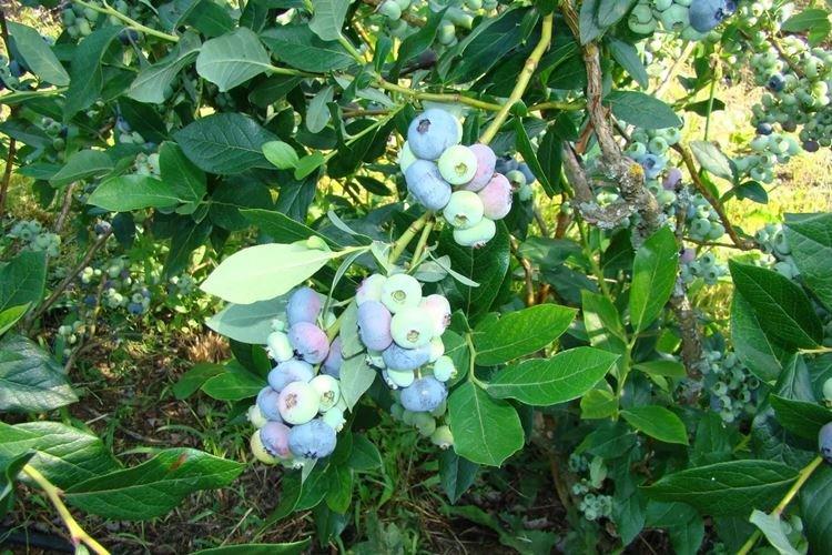 Terreau - Blueberry Care Patriot