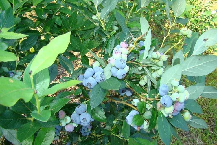 Pollinisation - Blueberry Care Patriot