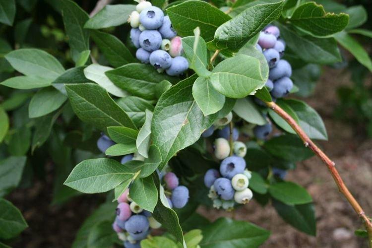 Récolte - Blueberry Care Patriot