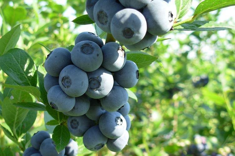 Hivernage - Blueberry Care Patriot