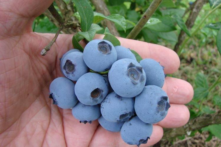 Northcountry - Variétés de bleuets