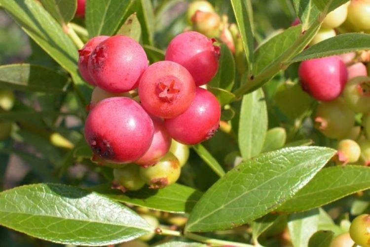 Limonade rose - Variétés de bleuets