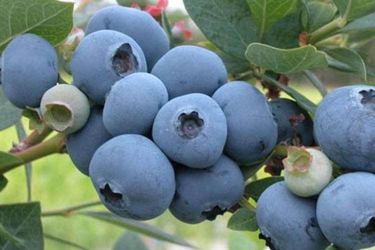 Chauntecleer - Variétés de myrtilles