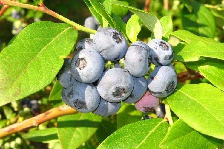 Denis Blue - Variétés de bleuets