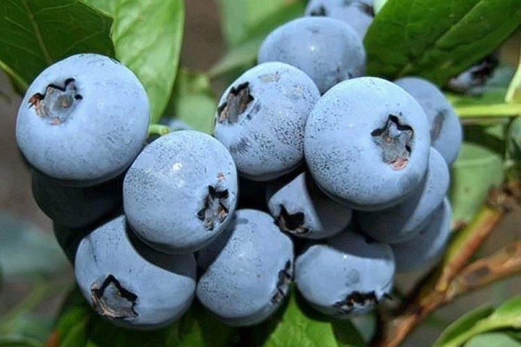 Darrow - Variétés de bleuets