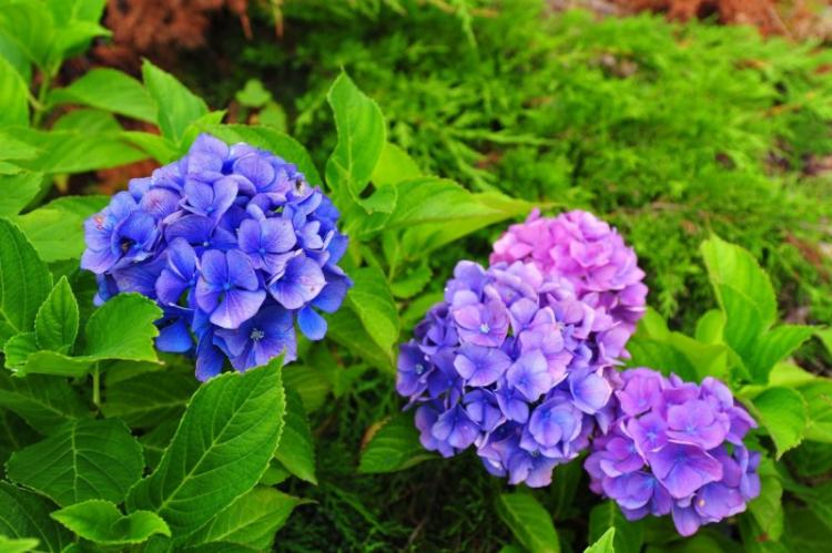 Historique de distribution - Hortensia