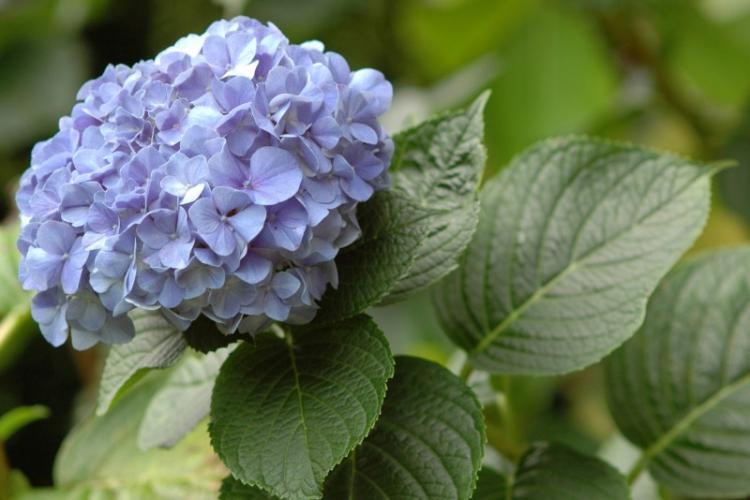 Hortensia à grandes feuilles - Espèces d'hortensias