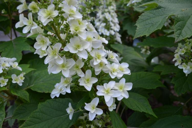 Hortensia à feuilles de chêne - Types d'hortensias