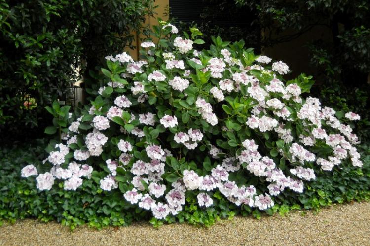 Hortensia couvre-sol - Types d'hortensia