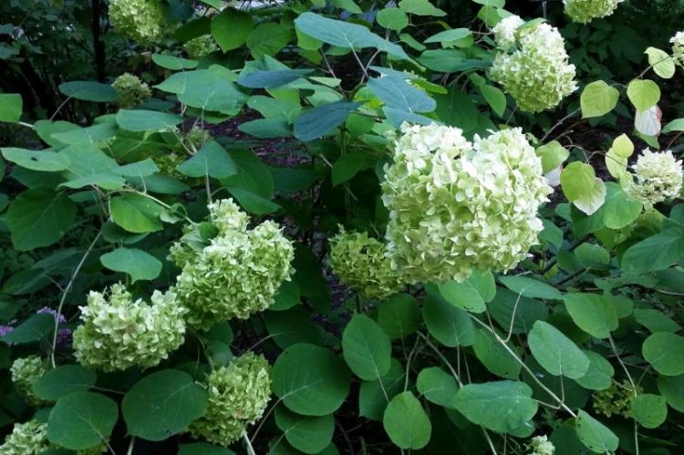 Hortensia frêne - Types d'hortensia