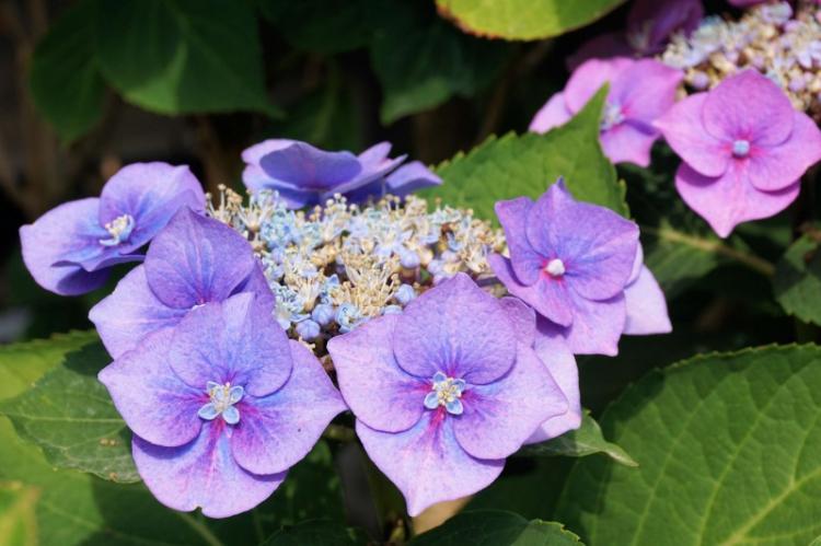 Engrais et alimentation - Soin des hortensias