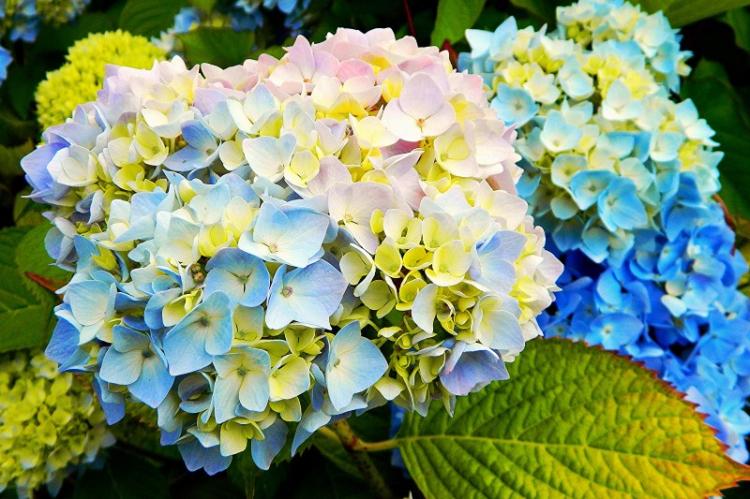 Coloration Fleurs - Soin Hortensia