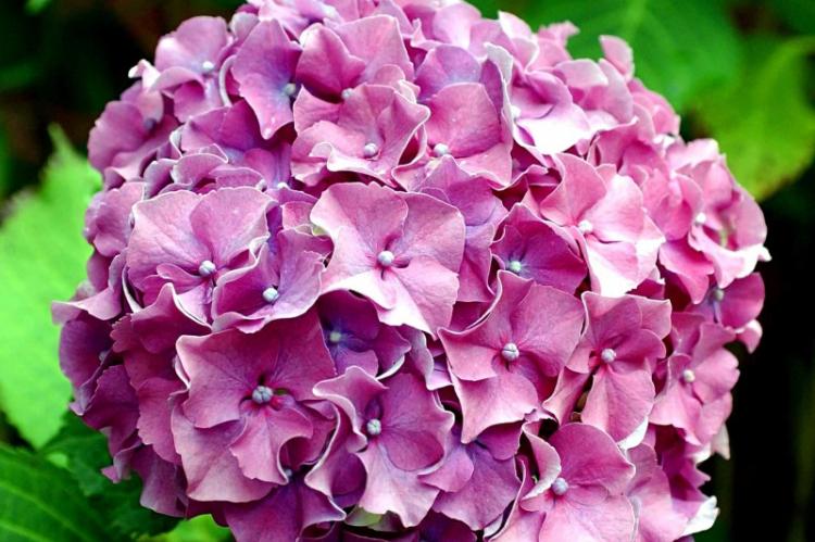 Hortensia - photo