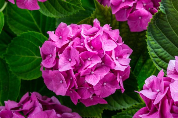 Hortensia - photo
